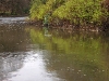 A rising Trout...  