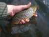 Another nice trout to the fly.....slipped back   