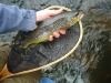 dsc01693sized.jpg