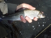 dsc01699sized.jpg