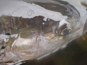 And a Grayling for a change...