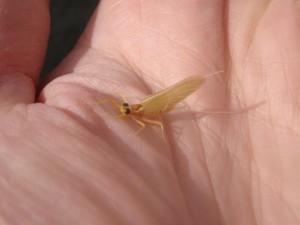 yellow may