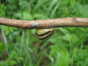 snail on tree