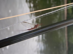 olive on rod