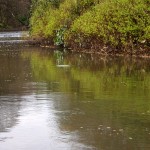 Kelvin Rising Trout