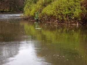 Kelvin Rising Trout