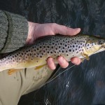 Kelvin Trout