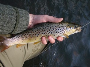 Kelvin Trout