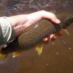 Nice Trout