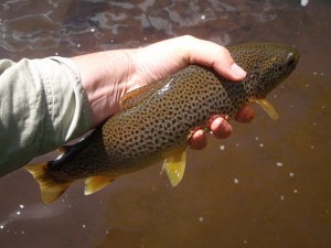 Nice Trout