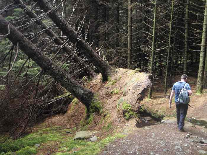 tree stumps