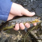 I caught one on the dry and one on the nymph..