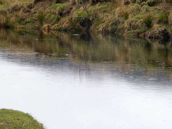 Many trout rising to olives...
